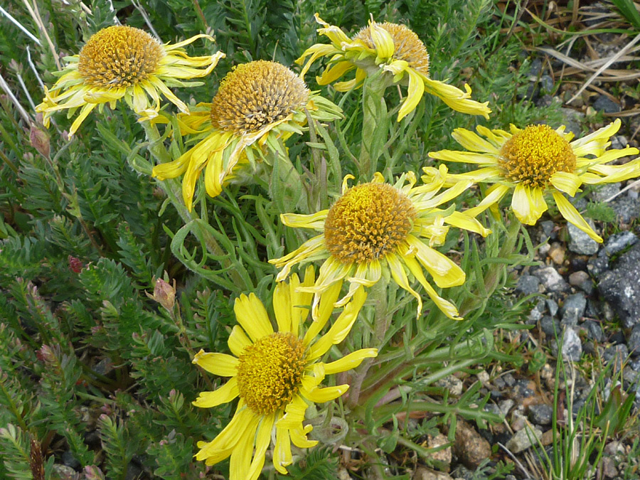 Six flowe heads