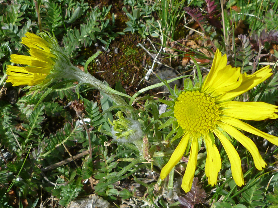 Two flowers