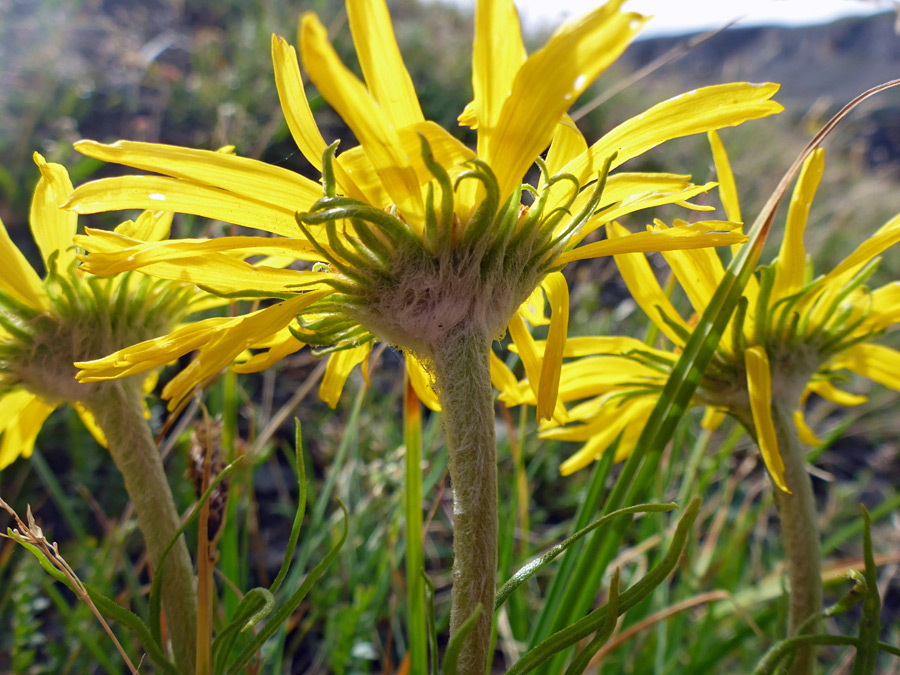 Hairy stems and phyllaries