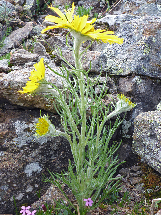 Stems and leaves