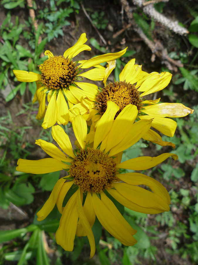 Three flowers
