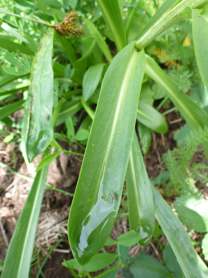 Oblong leaf