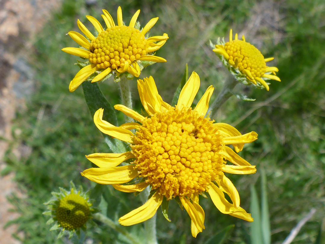 Four flowerheads