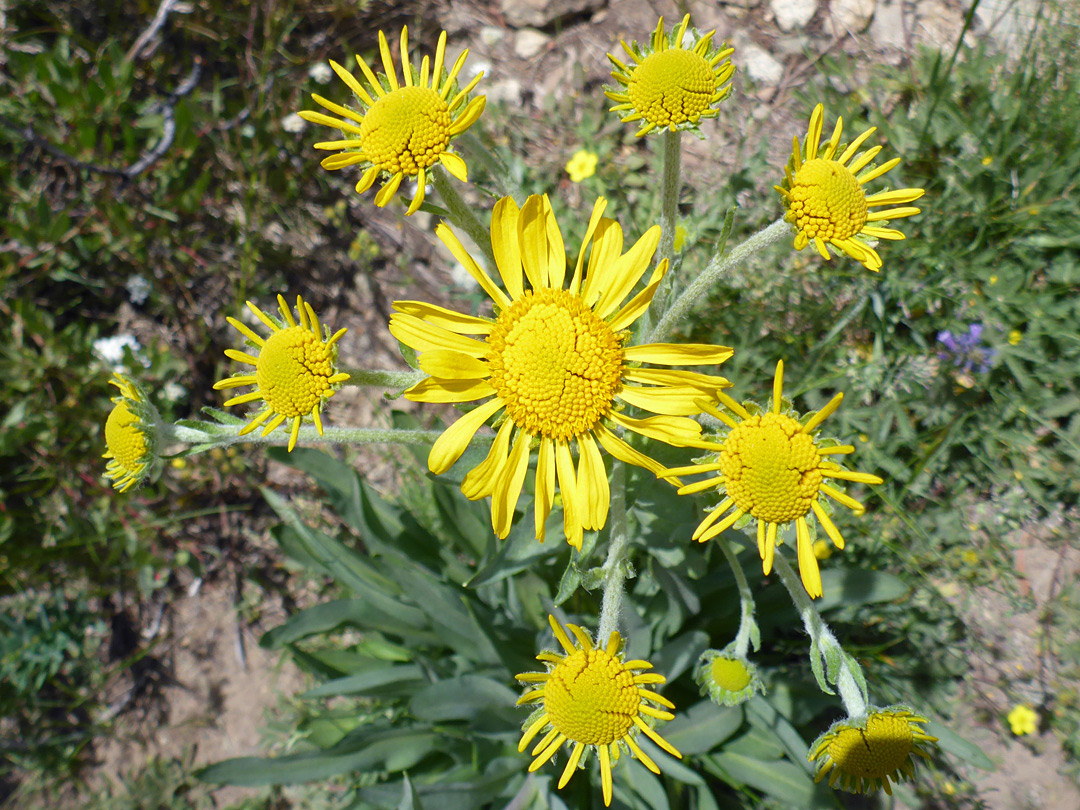 Large yellow flowerheads