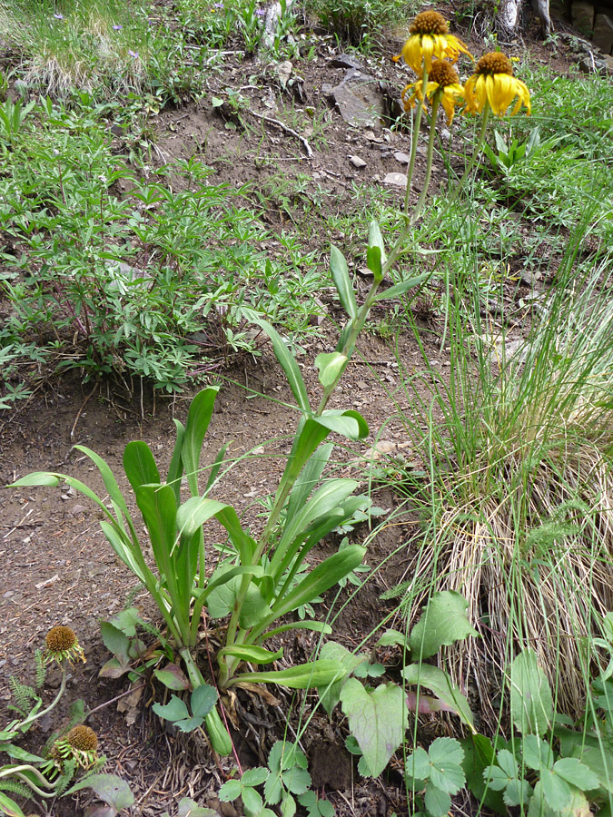 Stem and leaves