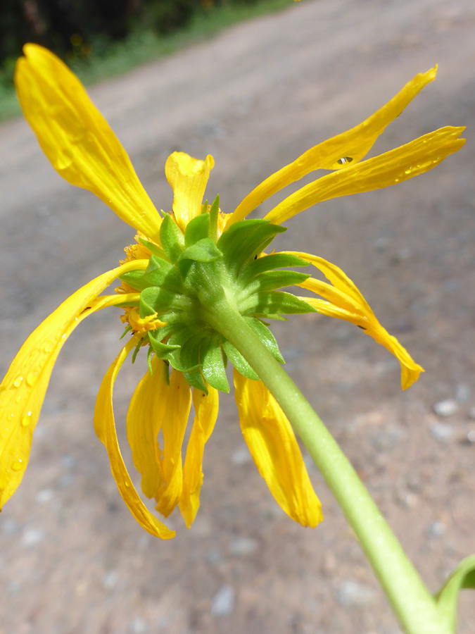 Top of a stem