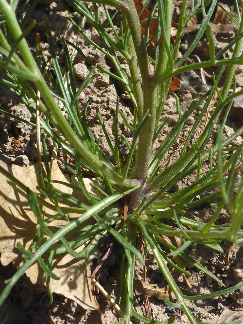 Basal leaves