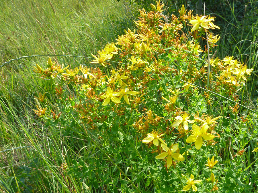 Stems and leaves