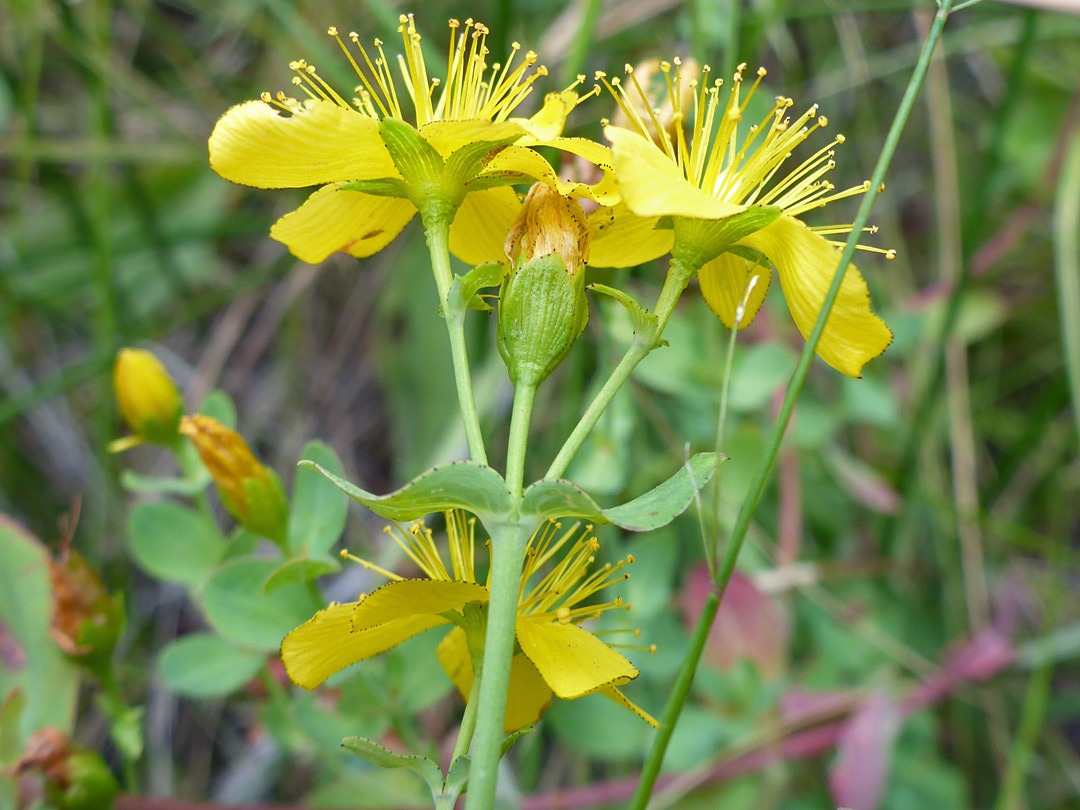 Sepals, petals and stamens