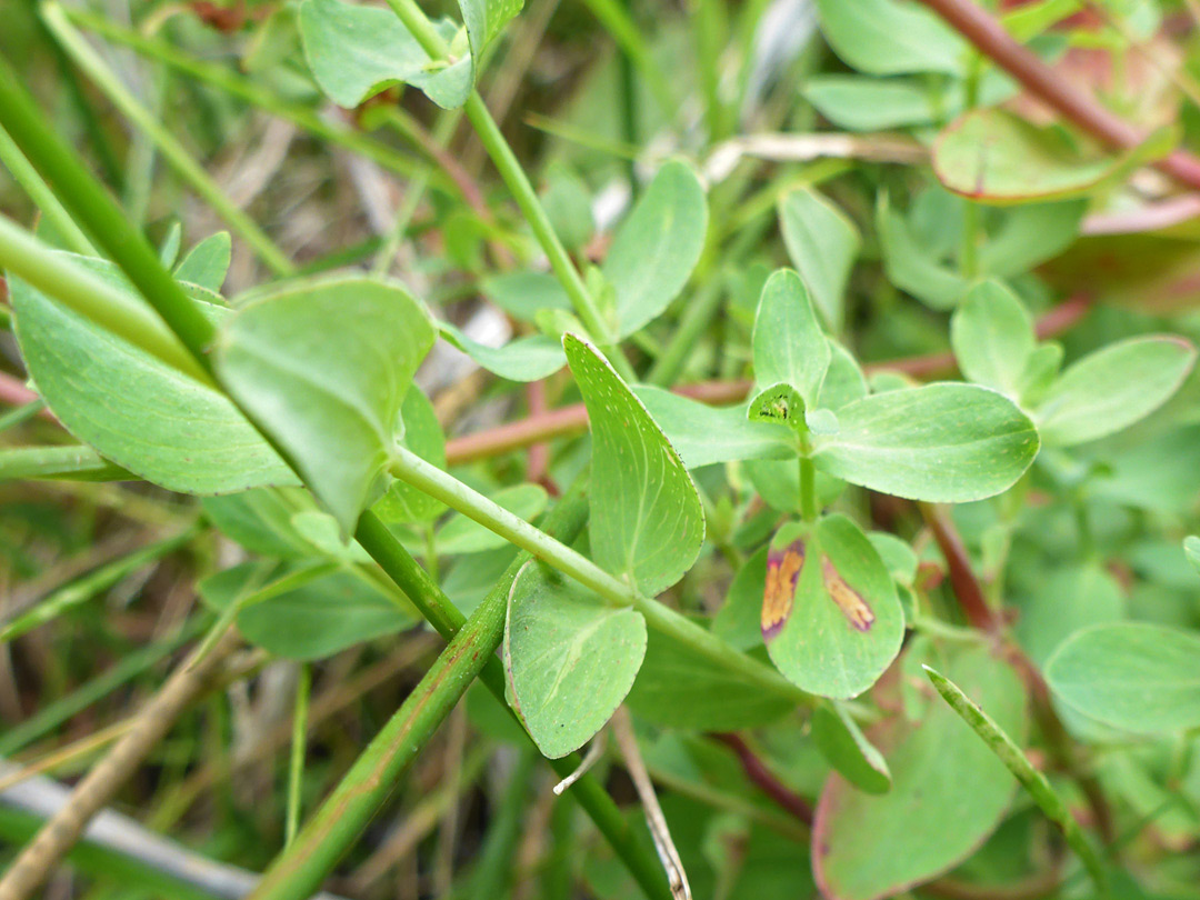 Opposite leaves