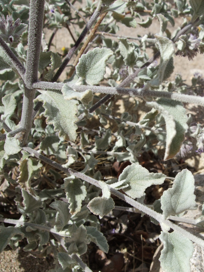 Stems and leaves