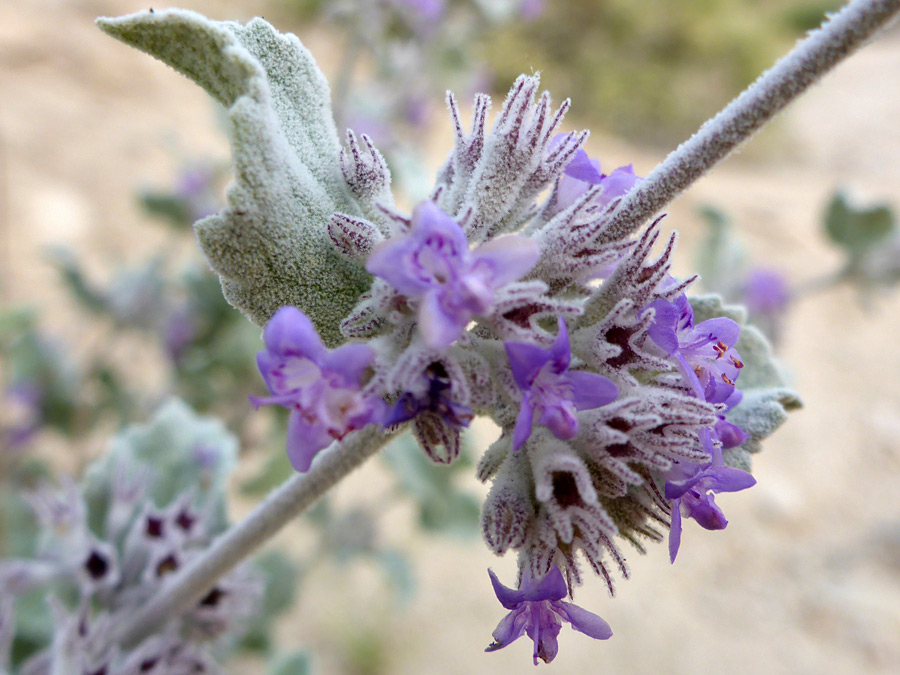 Hairy calyces