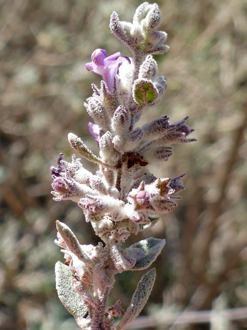 Inflorescence