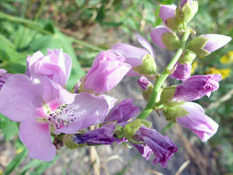 Withering flowers