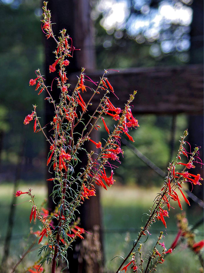 Tall stems