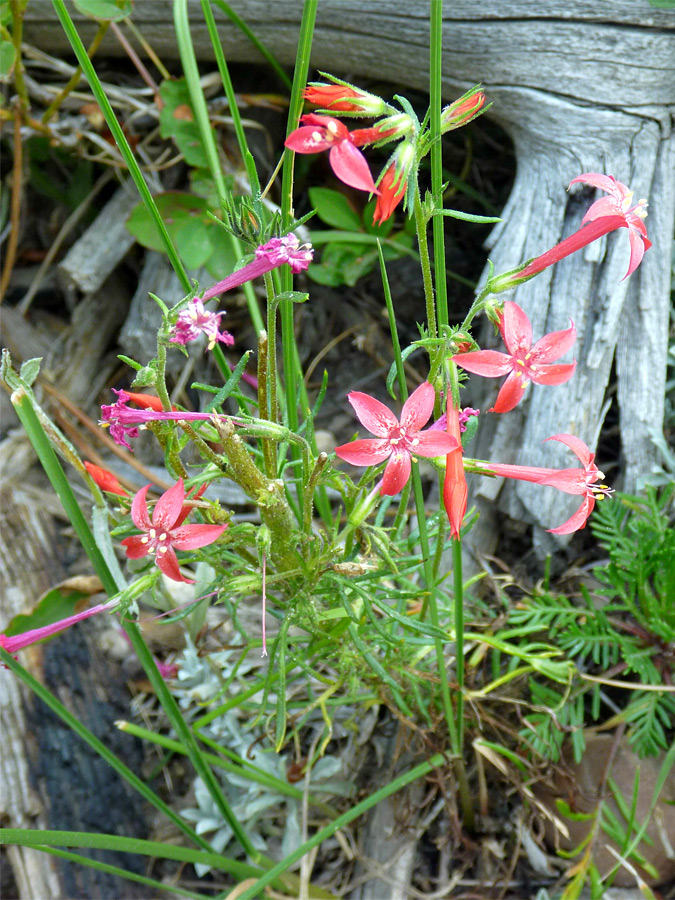 Flowers, stems and leaves