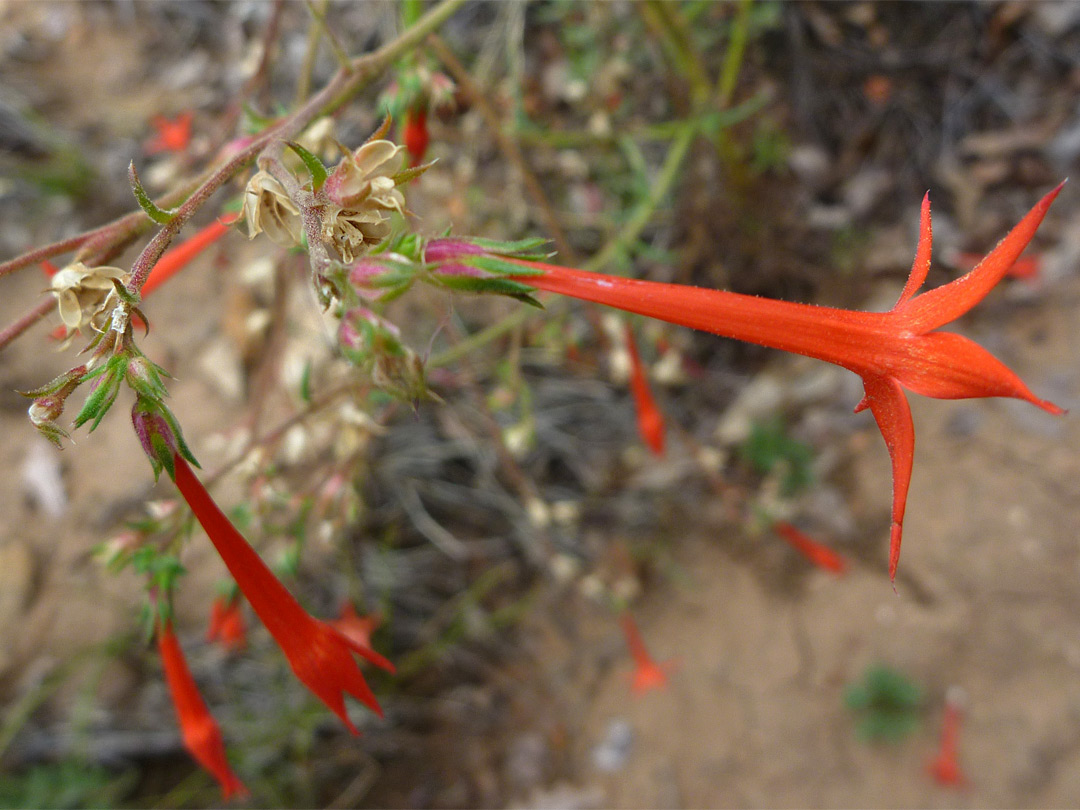 Red flower