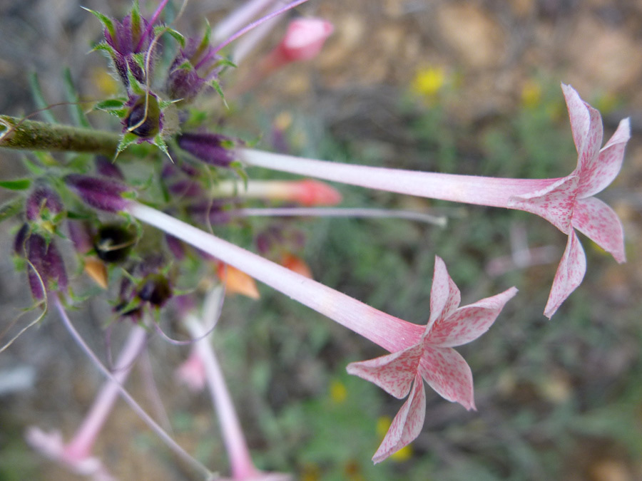 Pale pink flowers