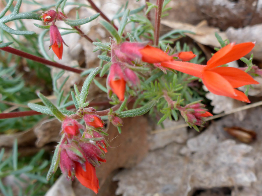 Red flowers and buds