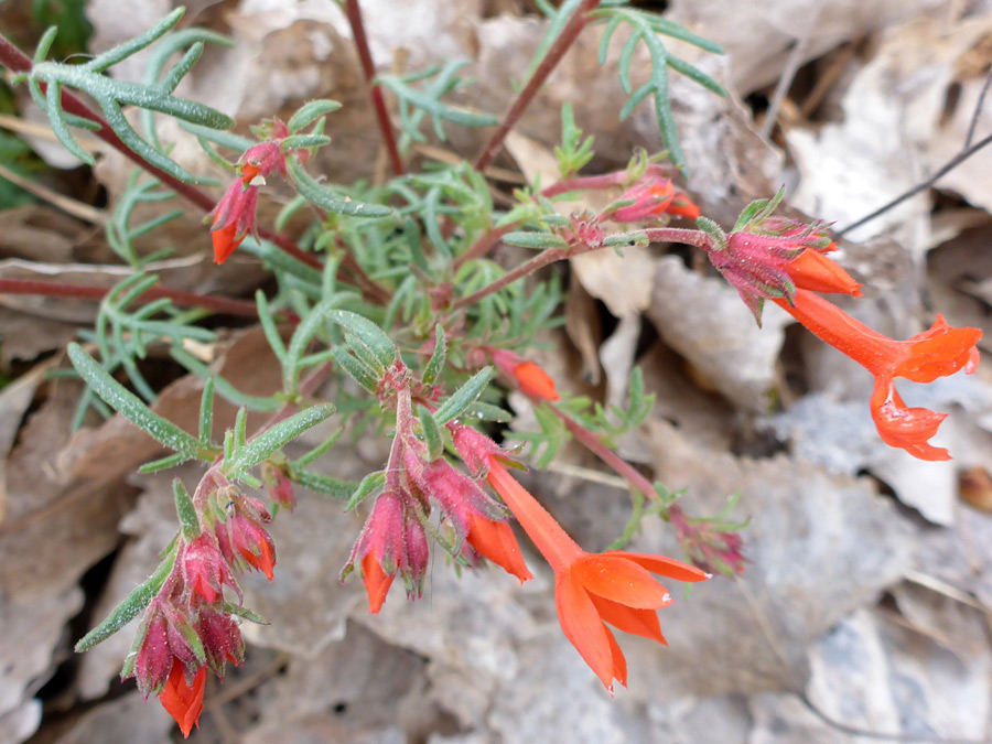 Leaves, buds and flowers