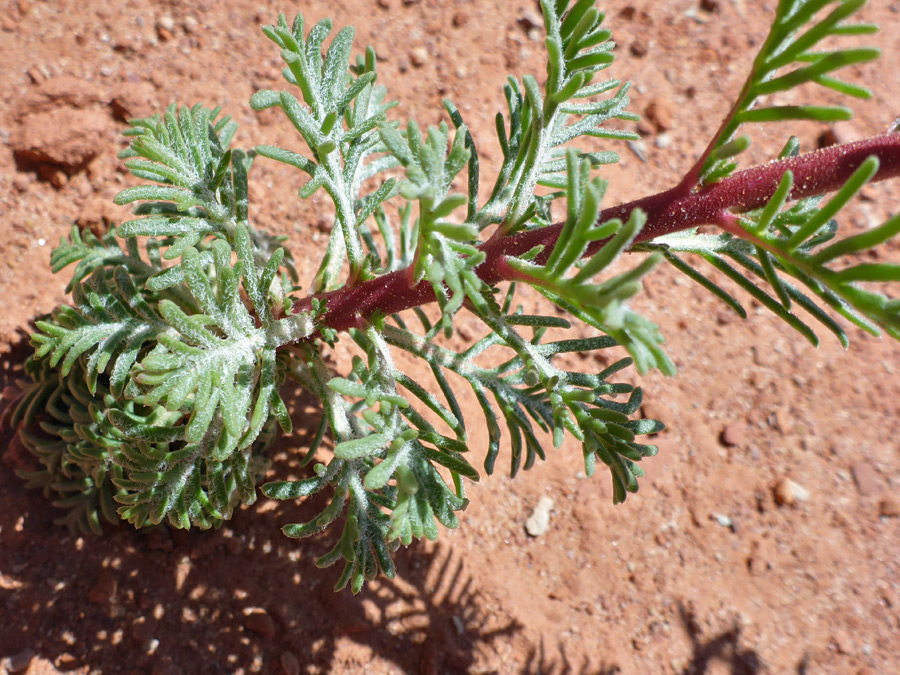 Red stem, green leaves