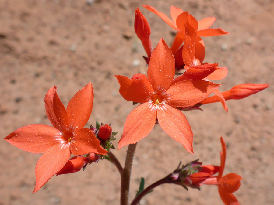 Five-lobed flowers