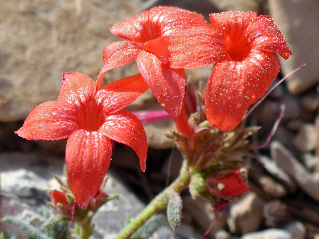 Three flowers