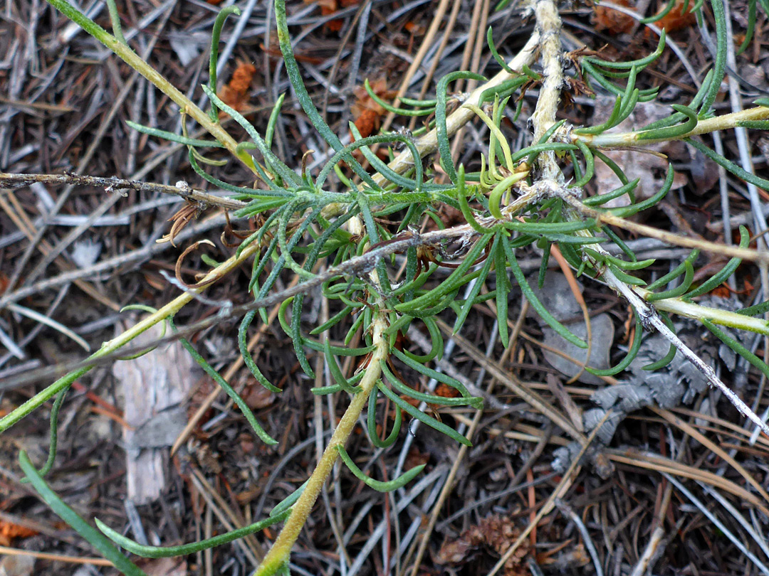 Narrow, linear leaves