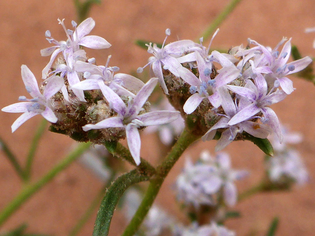Pale-colored flowers