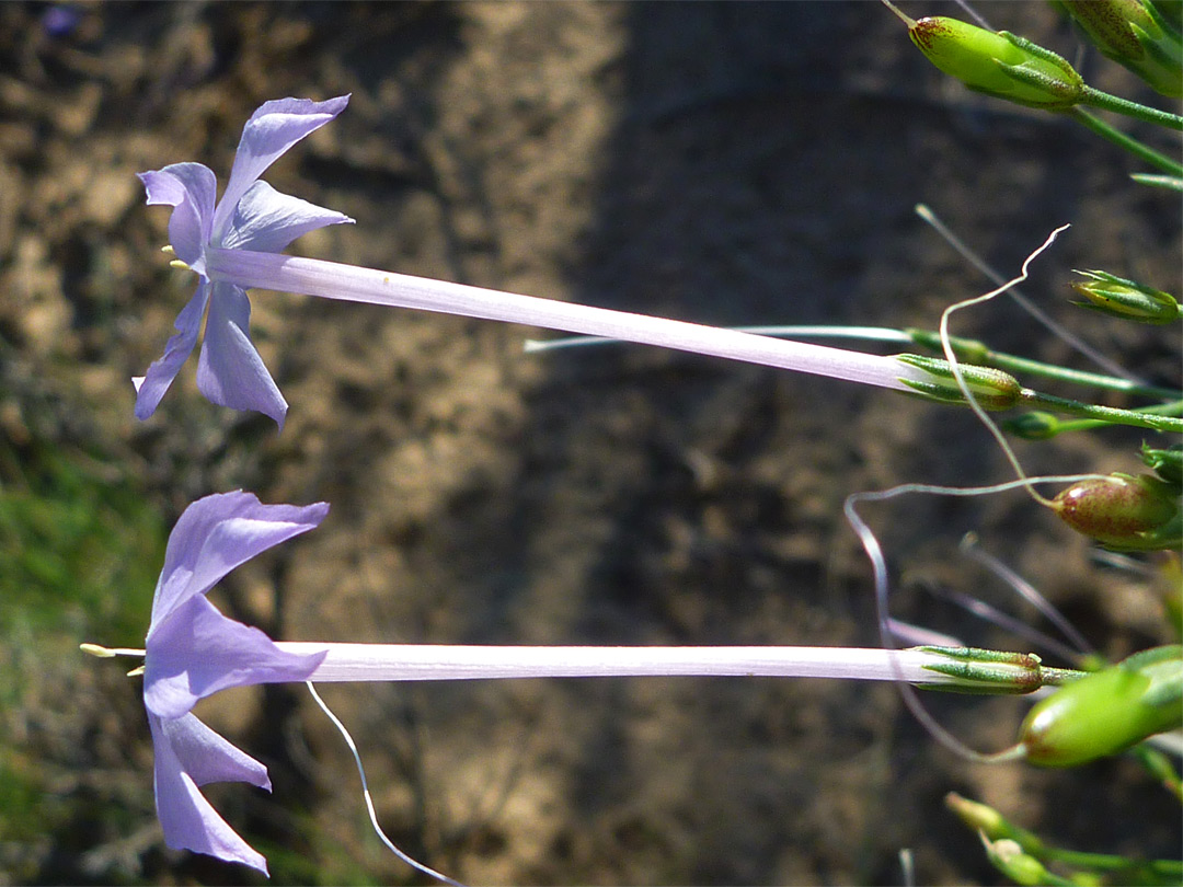 Ipomopsis longiflora