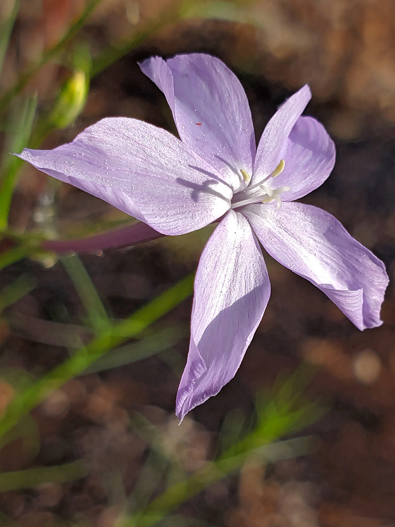 Pale purple flower