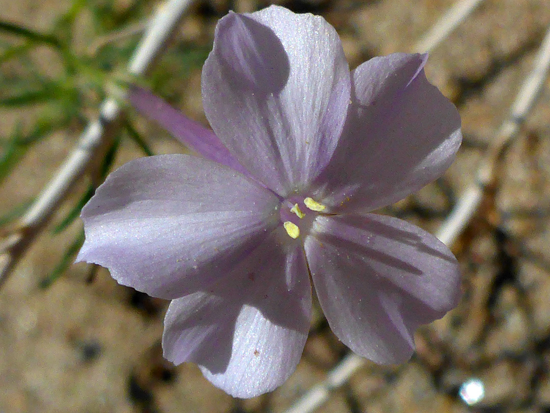 Pale pink flower