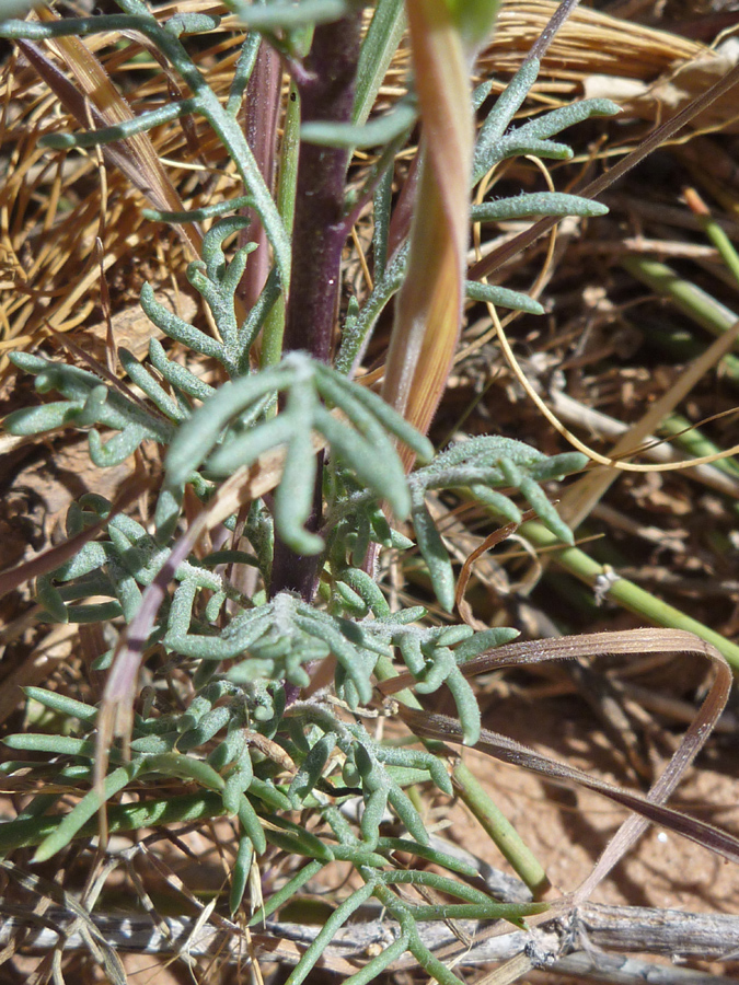 Leaves and stem