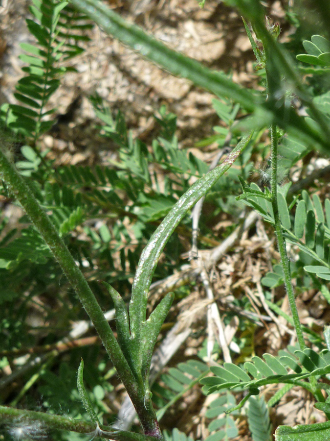 Stem and leaves