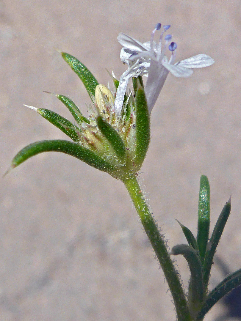 Pale-colored flower