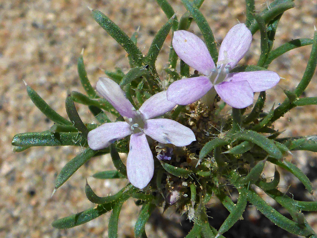 Two flowers