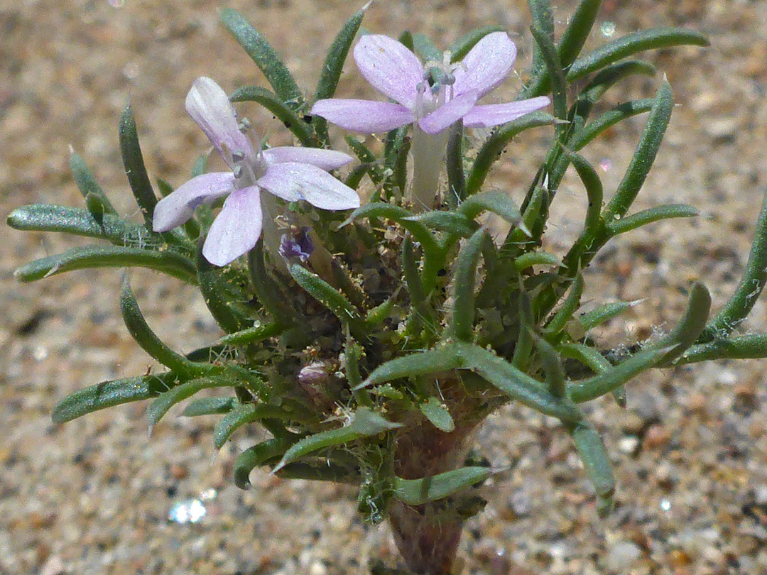 Leaves and flowers