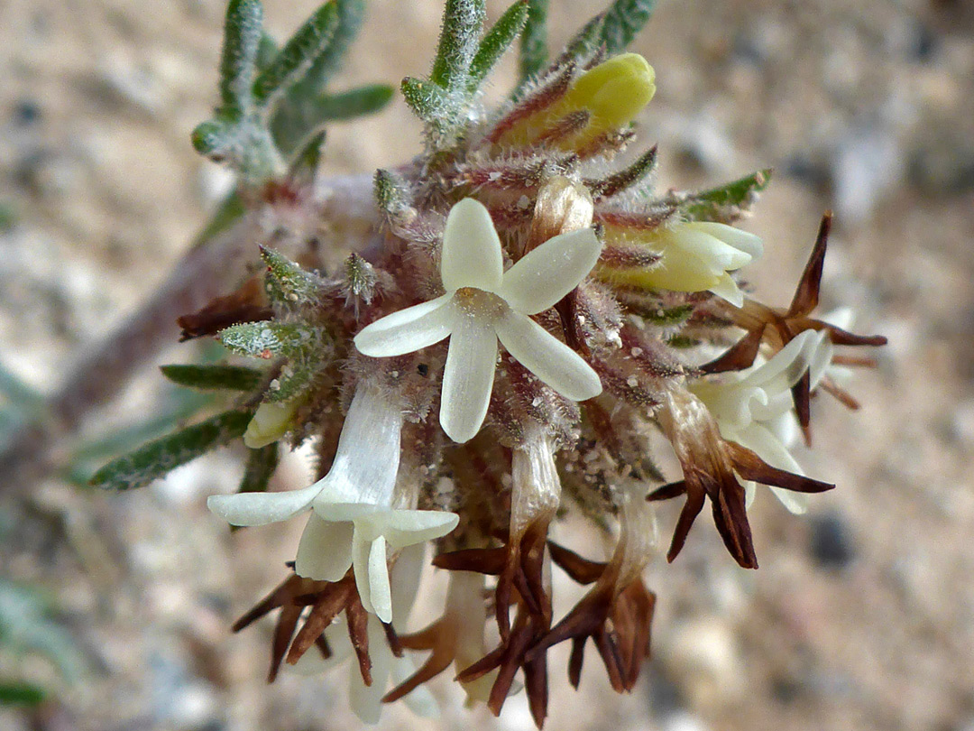 Flowers, some withered