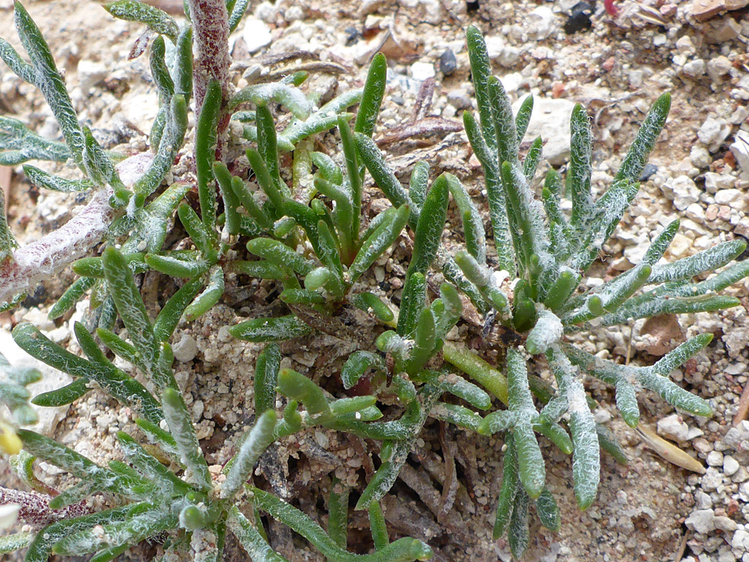 Hairy, lobed leaves