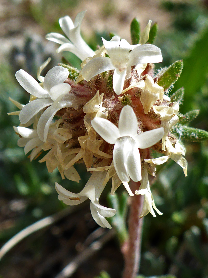 Small white flowers