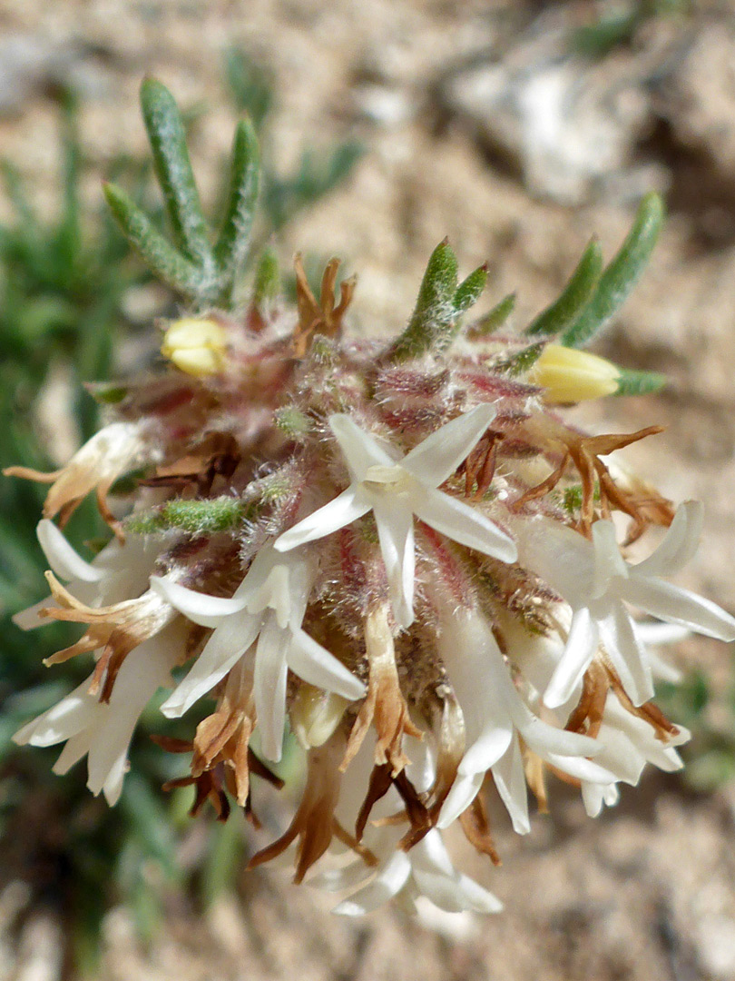 White flowers, withering to brown