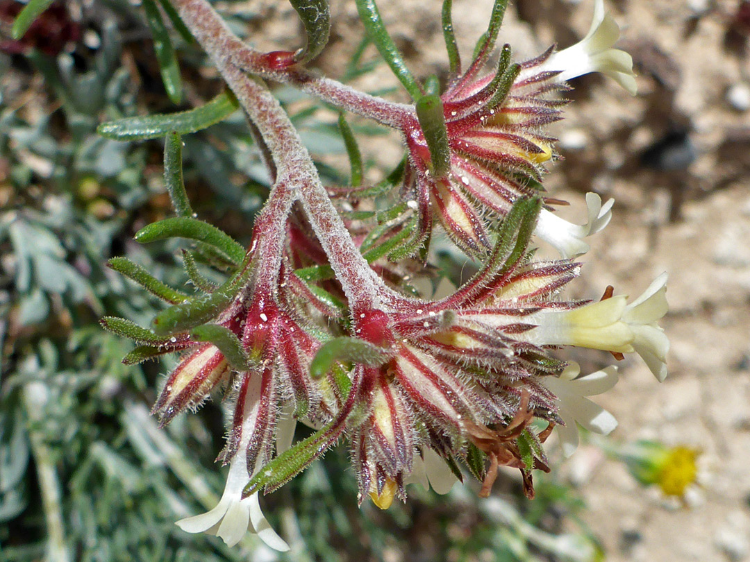 Reddish stem and calyces