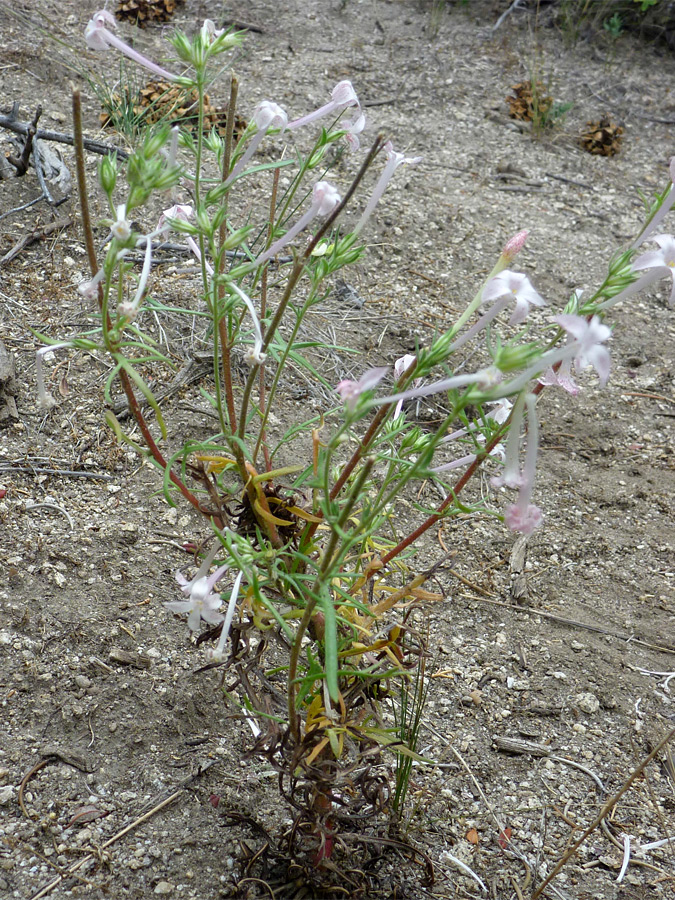 Stems and leaves