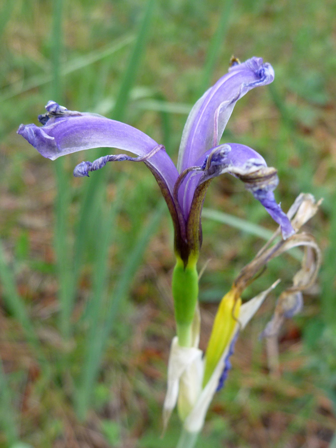 Withering flower