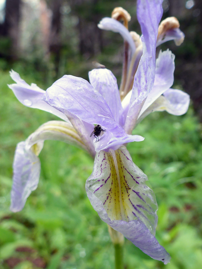 Yellow-centered sepal