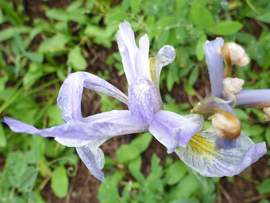 Pale purple flowers