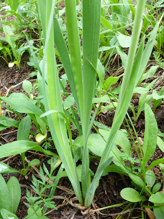 Basal leaves