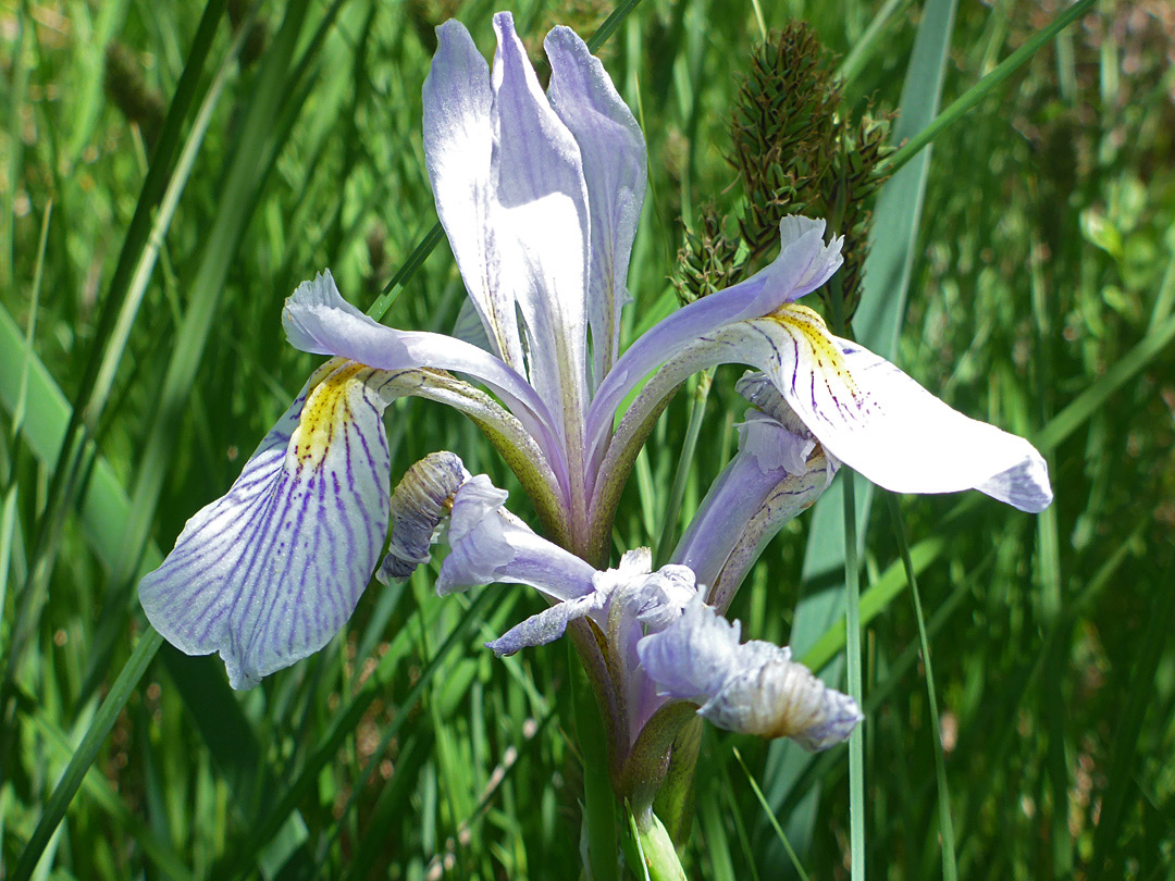 Pale-colored flower