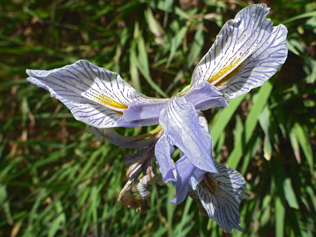 Veined sepals