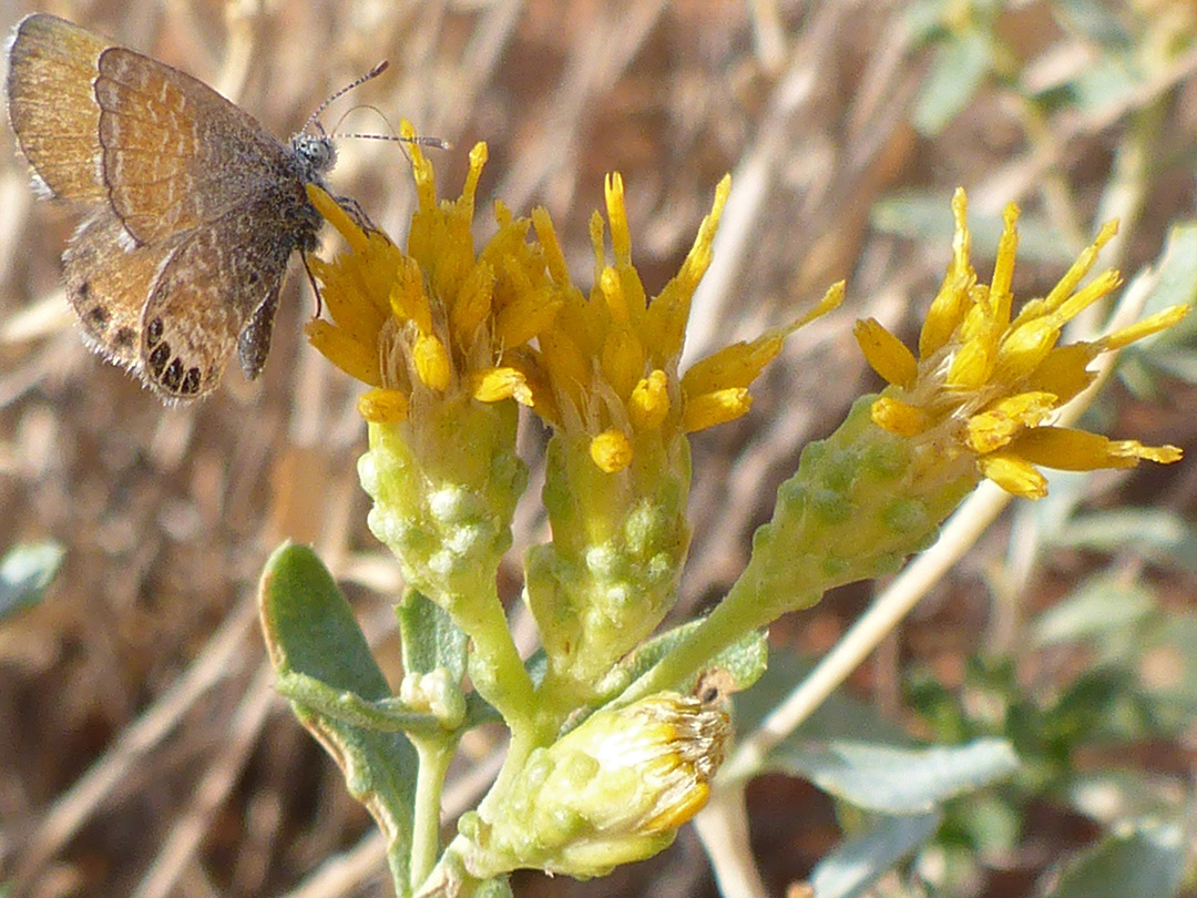 Butterfly on a flowerhead